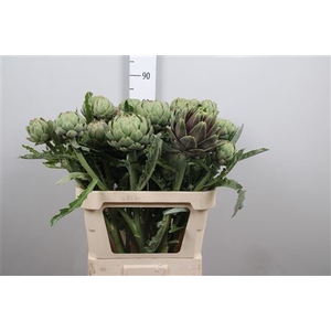 Cynara Sc Green Glob