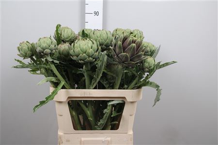 <h4>Cynara Sc Green Glob</h4>