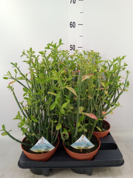 <h4>Euphorbia   ...</h4>