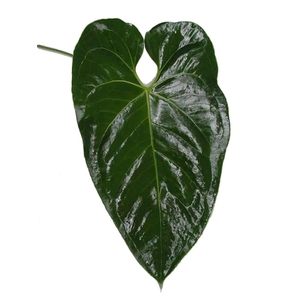 Anthurium Leaf