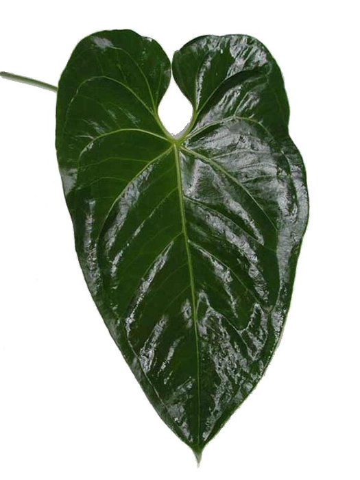 <h4>Anthurium Leaf</h4>