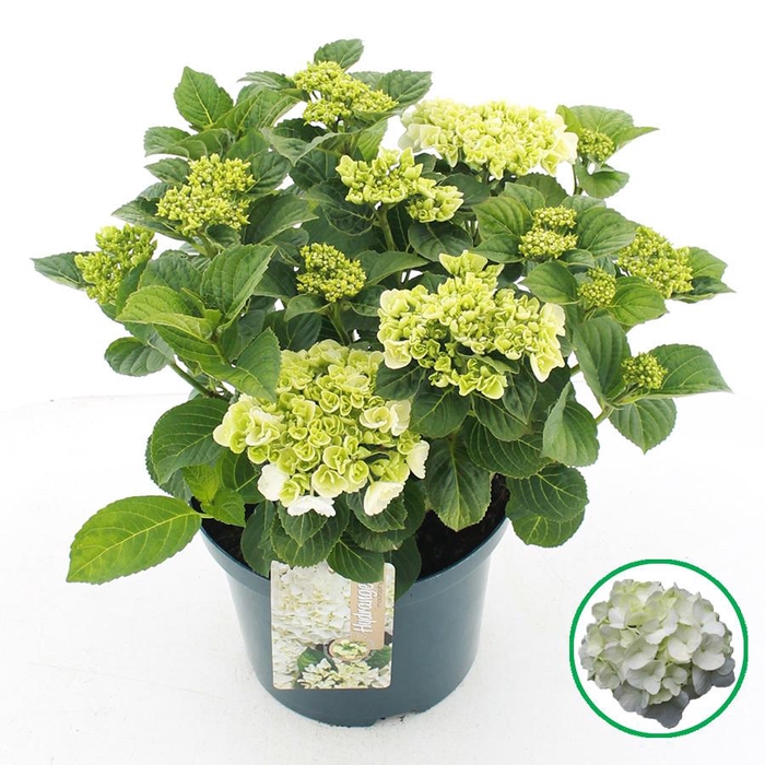 <h4>Hydrangea macr. Wit C5 (23cm.) Kn.</h4>