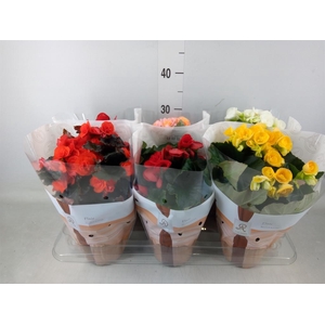 Begonia elat. DU   ...mix