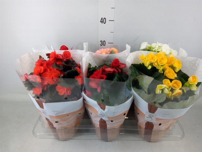 <h4>Begonia elat. DU   ...mix</h4>