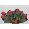 Protea Grandiceps