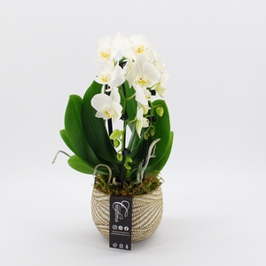 PHAL-2408 Phalaenopsis creatie