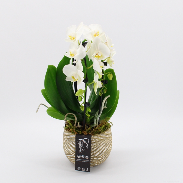 <h4>PHAL-2408 Phalaenopsis creatie</h4>