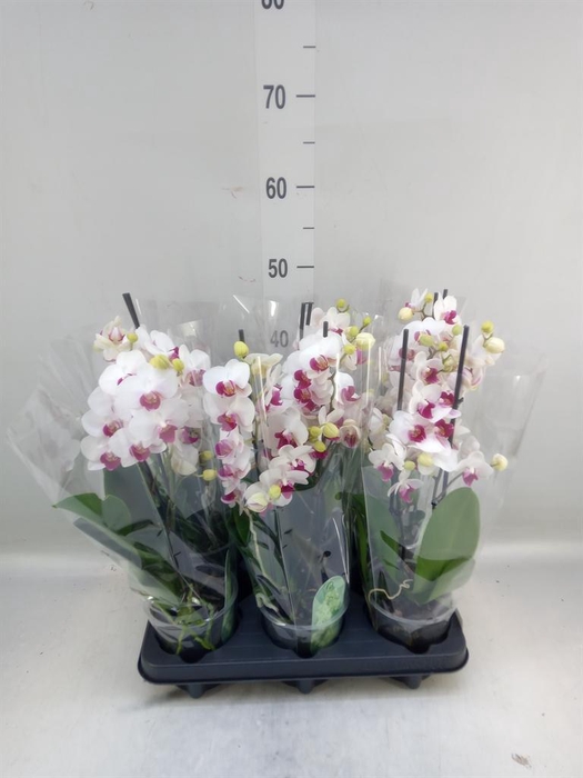 <h4>Phalaenopsis multi. 'FC Safe Haven'</h4>