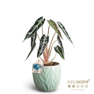 ALOCASIA X AMAZONICA P10 LEAF OCEAN