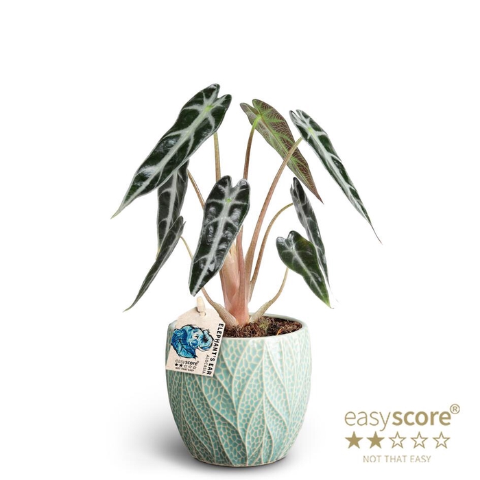 <h4>ALOCASIA X AMAZONICA P10 LEAF OCEAN</h4>
