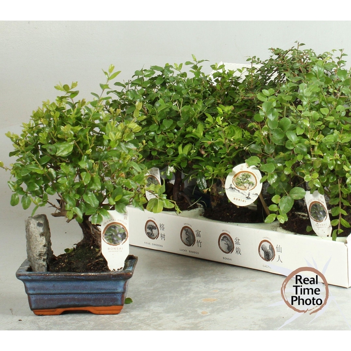 <h4>BONSAI GEM</h4>