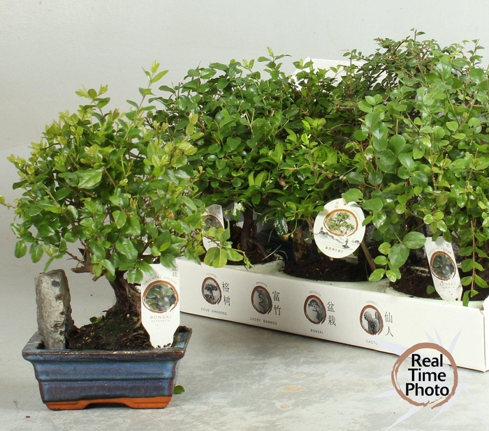 <h4>BONSAI GEM</h4>