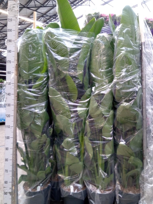 <h4>Strelitzia nicolai</h4>