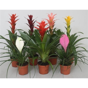 Bromelia gemengd