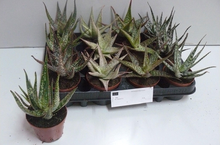 <h4>ALOE GEM</h4>