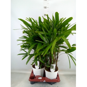 Rhapis excelsa