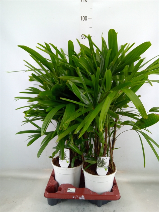 <h4>Rhapis excelsa</h4>