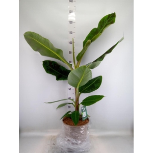 Musa  'Dwarf Cavendish'