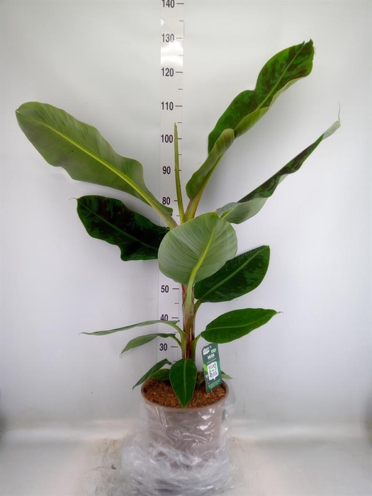 <h4>Musa  'Dwarf Cavendish'</h4>