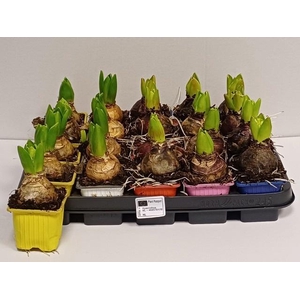 !! PROMO !! HYACIN MIX P7