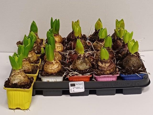 <h4>!! PROMO !! HYACIN MIX P7</h4>