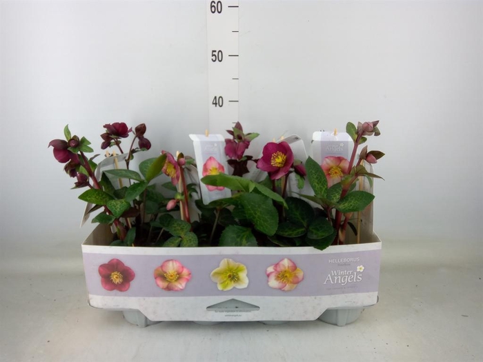 <h4>Helleborus ori.</h4>