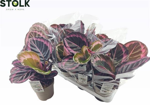 <h4>CALAT ROSEOP DOTTIE</h4>