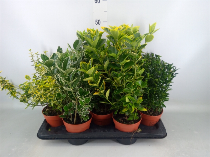<h4>Euonymus japon.   ...mix</h4>