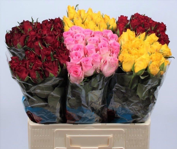 <h4>R GR GEMENGD</h4>