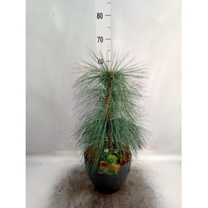 Pinus schwerinii