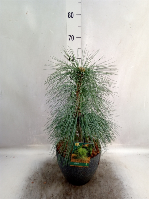 Pinus schwerinii