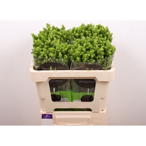 PHLOX P GREEN LION