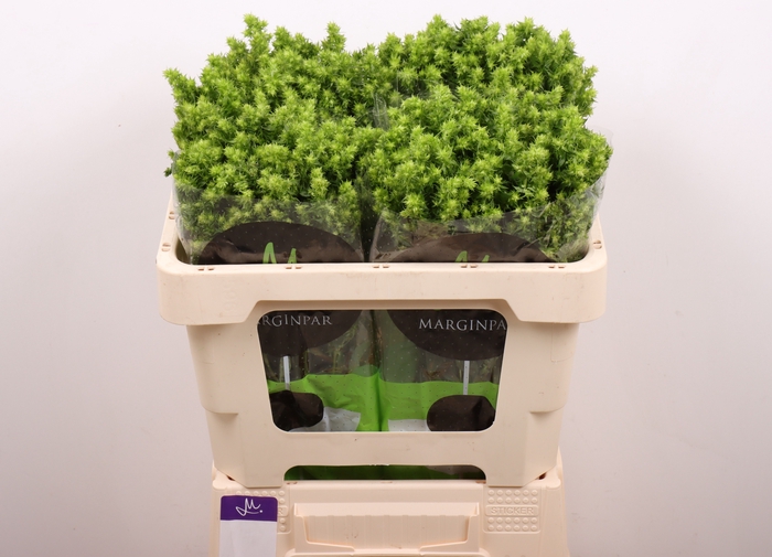<h4>PHLOX P GREEN LION</h4>