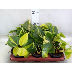 Philodendron scand. 'Brasil'