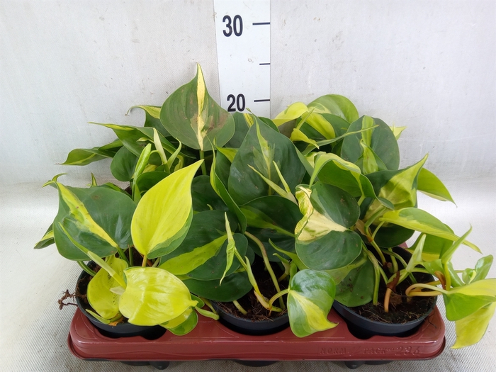 <h4>Philodendron scand. 'Brasil'</h4>