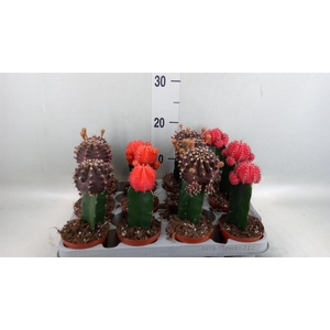 Gymnocalycium mihanov. 'Brasil'