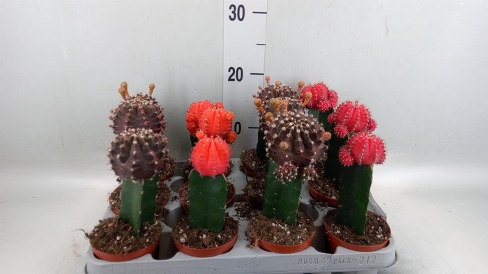 <h4>Gymnocalycium mihanov. 'Brasil'</h4>