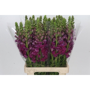 Antirrhinum Potomac Burgundy