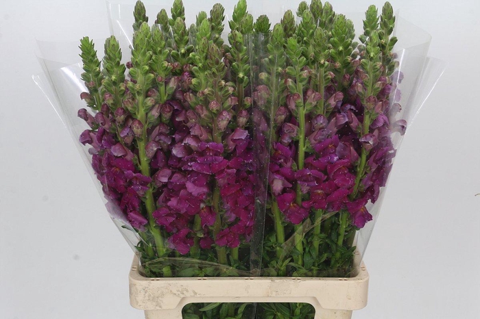 <h4>Antirrhinum Potomac Burgundy</h4>