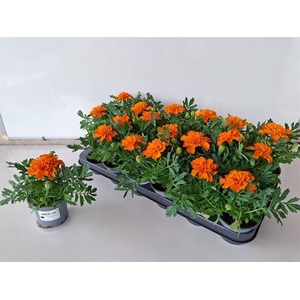 TAGETES ORANGE P9