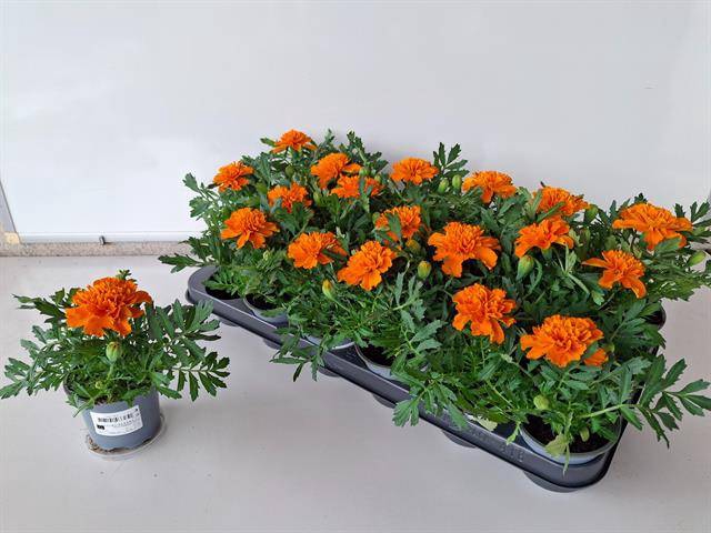 <h4>TAGETES ORANGE P9</h4>