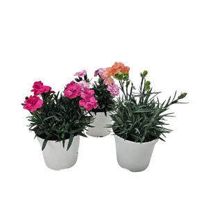 Dianthus overig