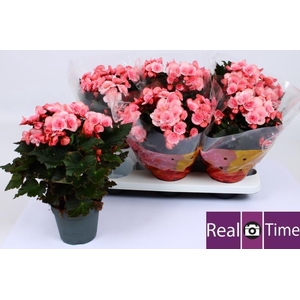 BEG DU MO 2 JOY PINK