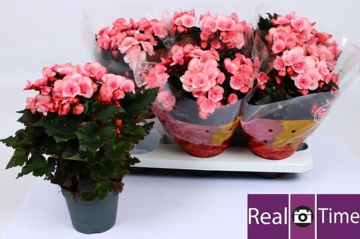 BEG DU MO 2 JOY PINK