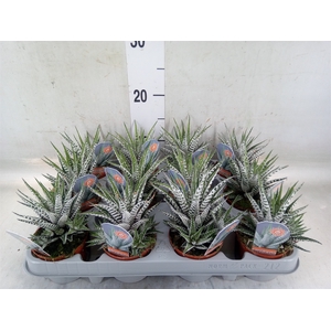 Haworthia fasciata 'Alba'