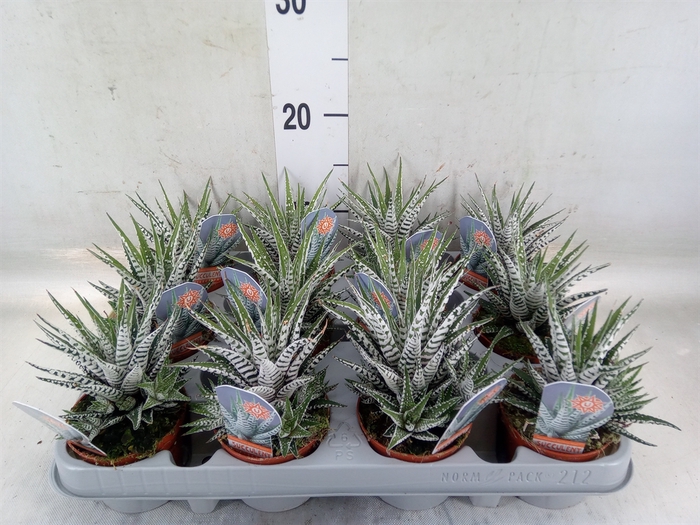 <h4>Haworthia fasciata 'Alba'</h4>