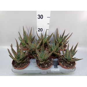 Aloe   ...