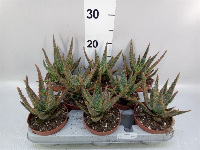 <h4>Aloe   ...</h4>