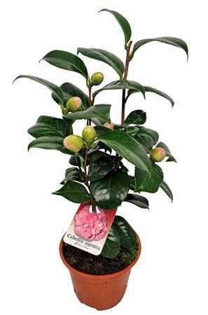 <h4>Camellia Japonica Preston Rose</h4>