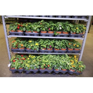 Lant C Havana Mixk 1 Kleur Per Tray